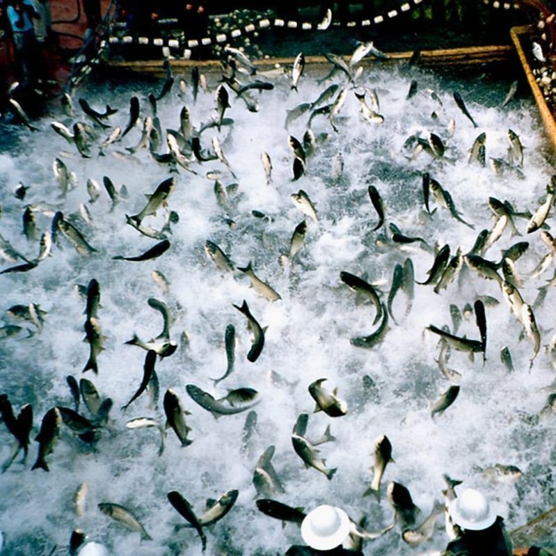魚鰓蓋爛了個洞能不能長好【魚鰓蓋爛了能不能長好】