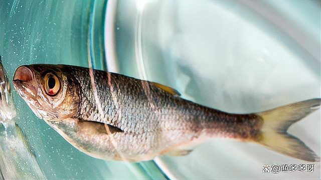 魚鰓蓋爛了個洞能不能長好【魚鰓蓋爛了能不能長好】