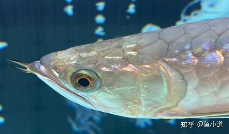 治療龍魚爛頭病需要多長時間？【龍魚常見問題——頭洞病】