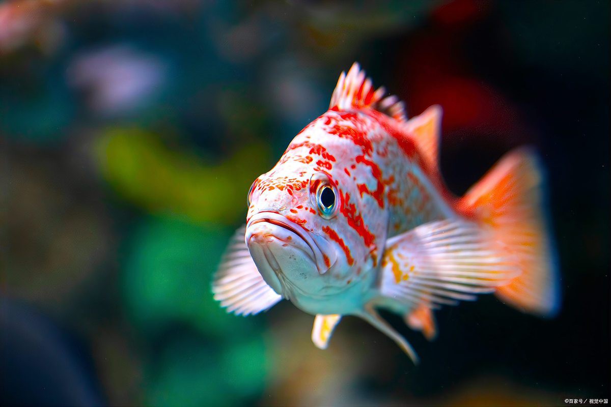 3到5厘米的小金魚怎么喂飼料【3-5厘米小金魚喂養(yǎng)方法】