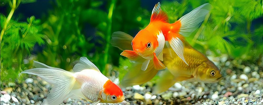 3到5厘米的小金魚怎么喂飼料【3-5厘米小金魚喂養(yǎng)方法】