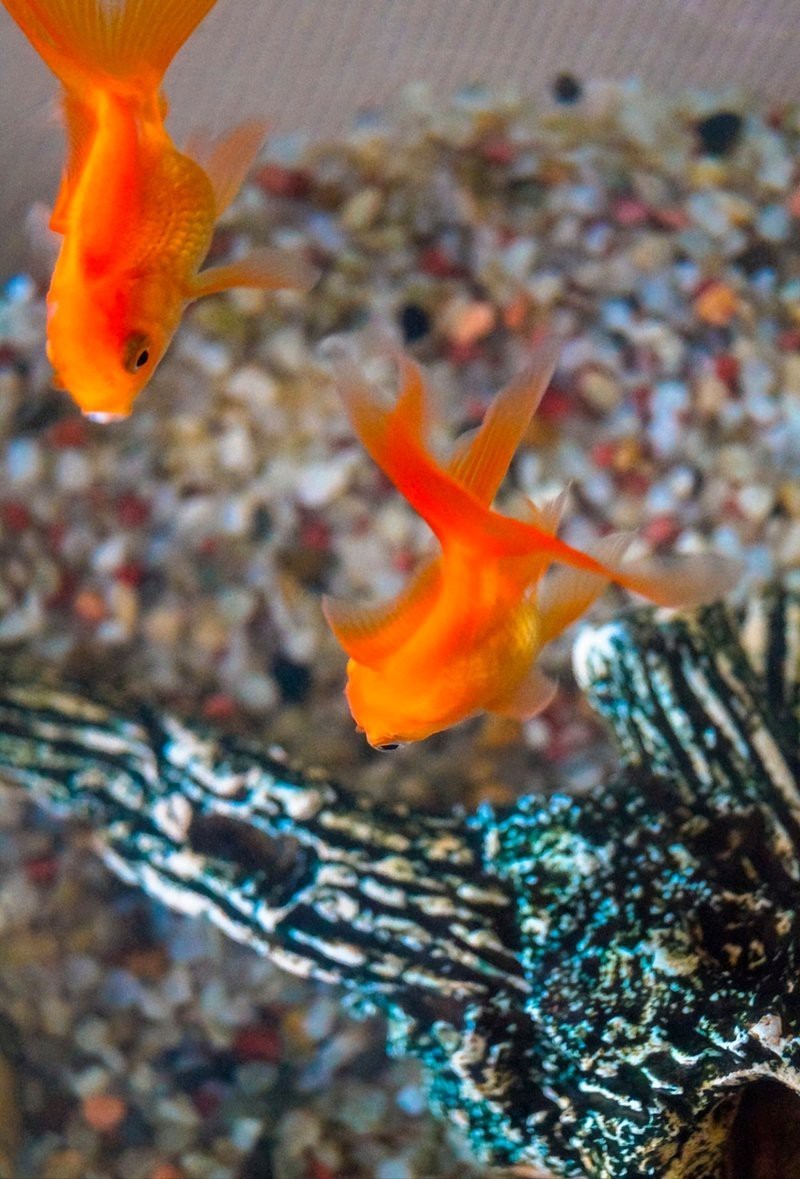 3到5厘米的小金魚怎么喂飼料【3-5厘米小金魚喂養(yǎng)方法】