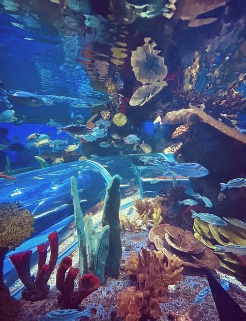 德州水族店【德州市多家特色水族店的介紹】