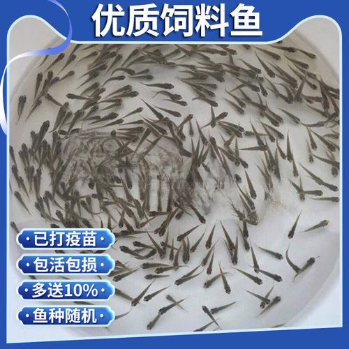 1-2厘米龍魚小魚苗圖片【1-2厘米大小的龍魚小魚苗圖片】