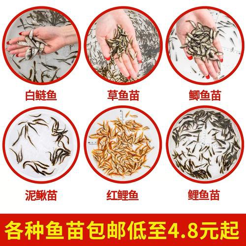 1-2厘米龍魚小魚苗圖片【1-2厘米大小的龍魚小魚苗圖片】