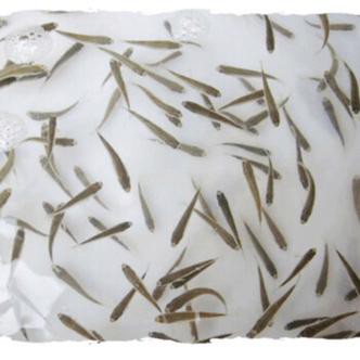 1-2厘米龍魚小魚苗圖片【1-2厘米大小的龍魚小魚苗圖片】