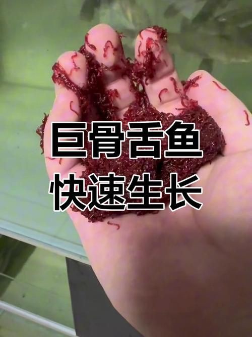 巨骨舌魚2cm圖片【世界上最大的淡水魚——巨骨舌魚】