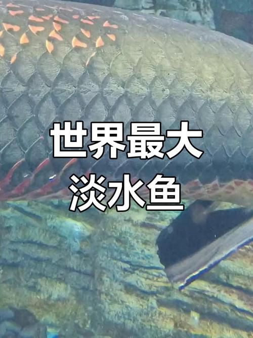 巨骨舌魚2cm圖片【世界上最大的淡水魚——巨骨舌魚】