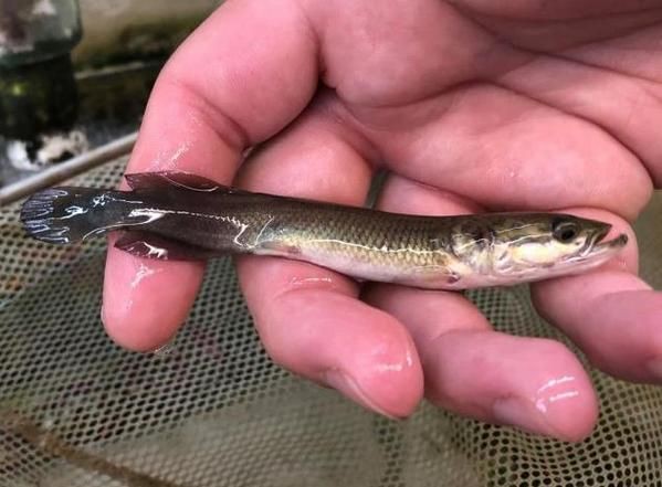 巨骨舌魚2cm圖片【世界上最大的淡水魚——巨骨舌魚】