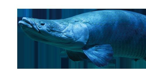巨骨舌魚2cm圖片【世界上最大的淡水魚——巨骨舌魚】