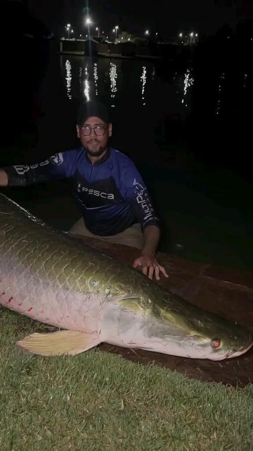 巨骨舌魚2cm圖片【世界上最大的淡水魚——巨骨舌魚】