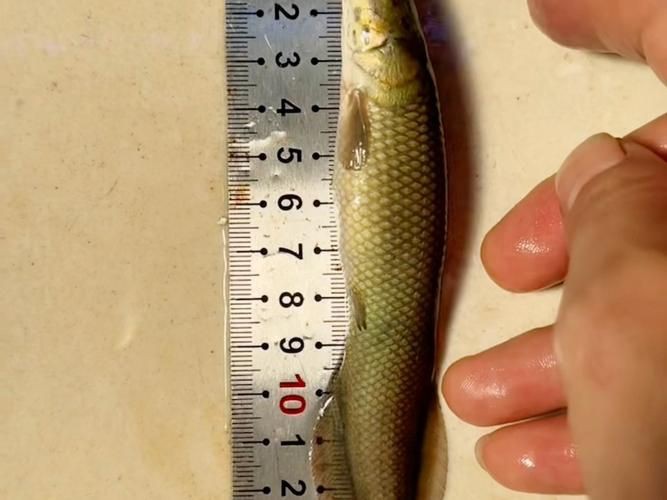 巨骨舌魚2cm圖片【世界上最大的淡水魚——巨骨舌魚】