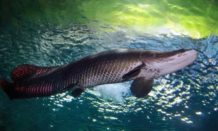 巨骨舌魚2cm圖片【世界上最大的淡水魚——巨骨舌魚】