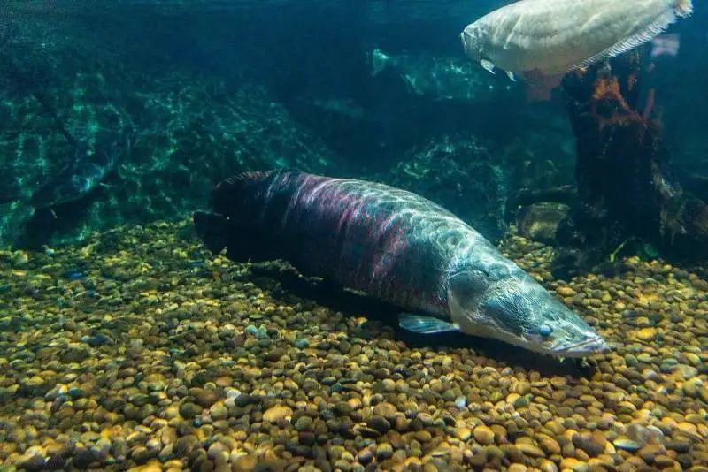 巨骨舌魚2cm圖片【世界上最大的淡水魚——巨骨舌魚】