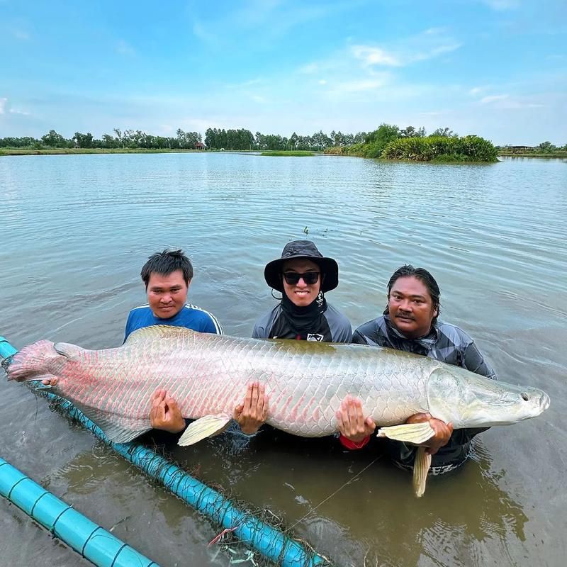 巨骨舌魚2cm圖片【世界上最大的淡水魚——巨骨舌魚】