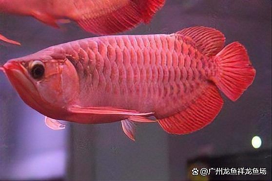 60公分紅龍魚多少錢【60公分紅龍魚價格2688貴嗎廣州龍魚祥龍魚場】