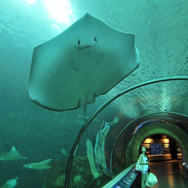 茂名魚缸店【茂名市茂南區友鯉水族館】
