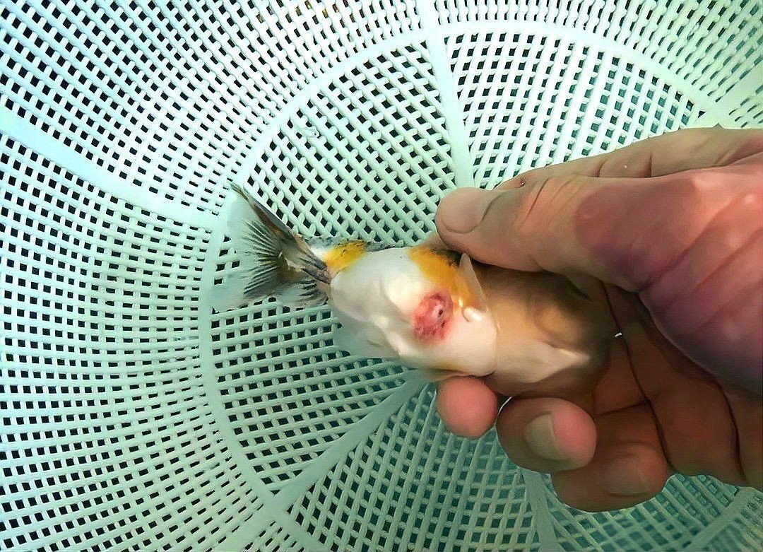 魚被別的魚咬爛肉怎么救【《魚被別的魚咬爛肉怎么救》】
