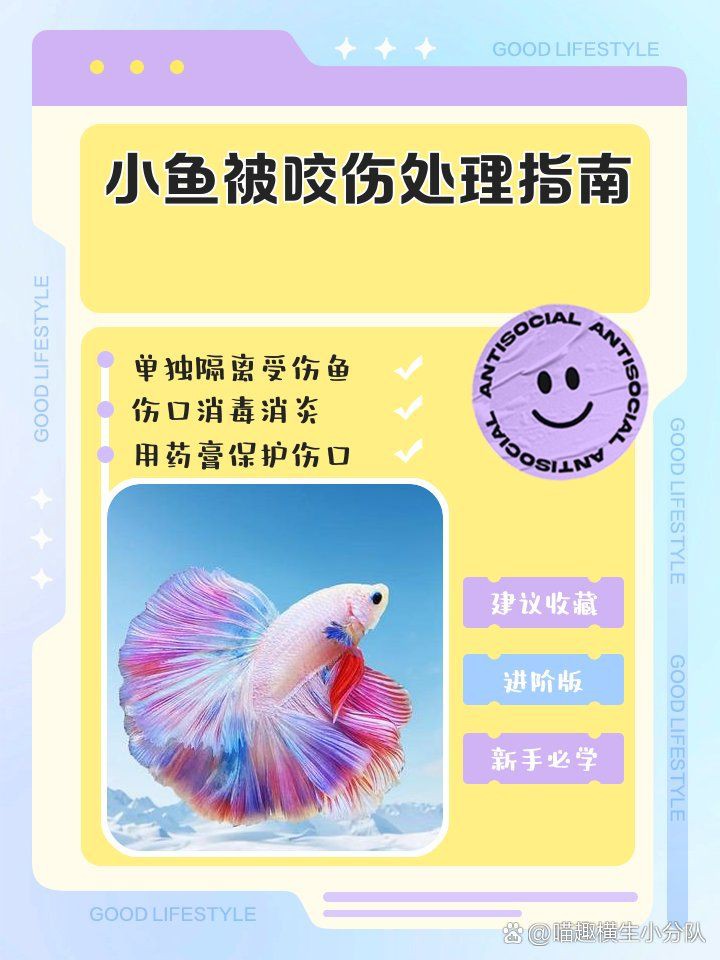 魚被別的魚咬爛肉怎么救【《魚被別的魚咬爛肉怎么救》】