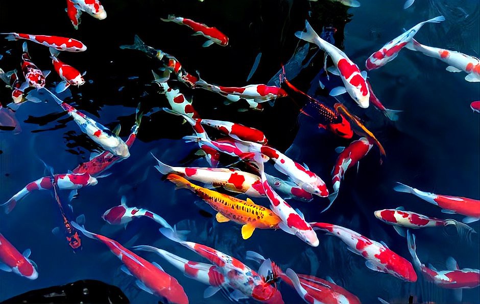 不能隨便買魚擺件【家居裝飾魚擺件選購技巧】