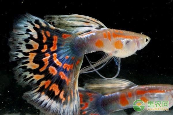 孔雀魚品種排名【孔雀魚品種豐富多樣，各具特色，】