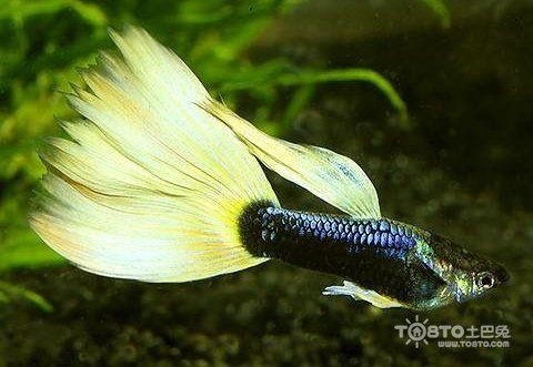 孔雀魚品種排名【孔雀魚品種豐富多樣，各具特色，】