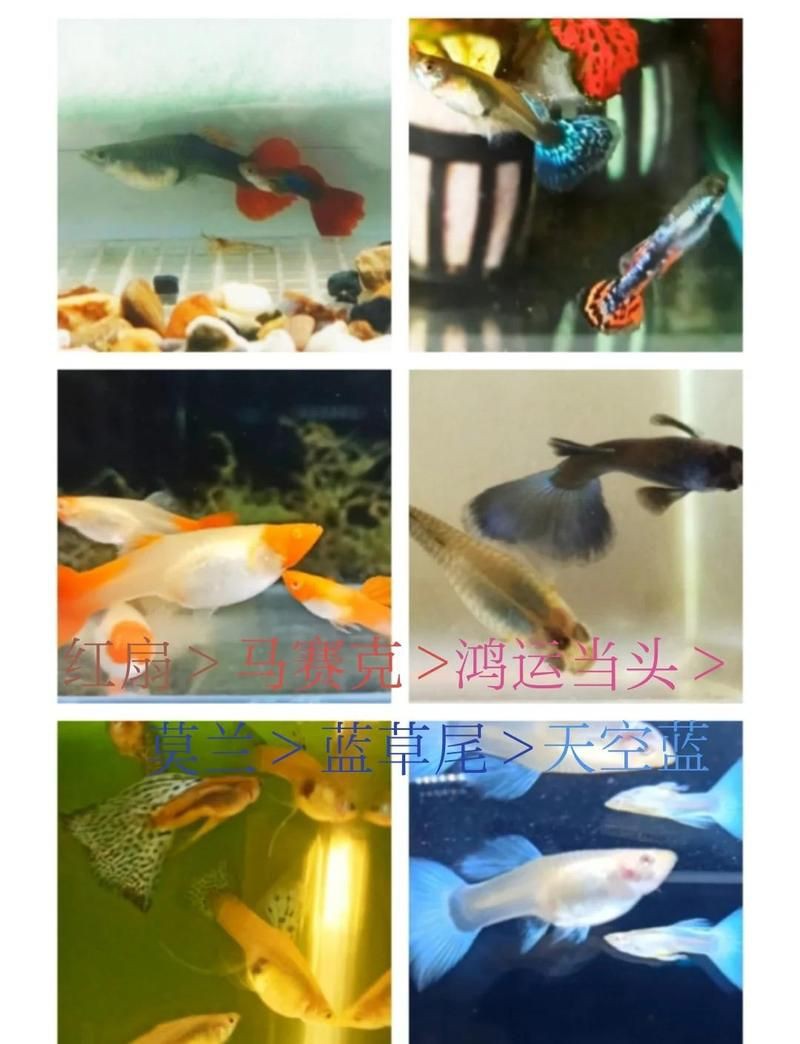 孔雀魚品種排名【孔雀魚品種豐富多樣，各具特色，】