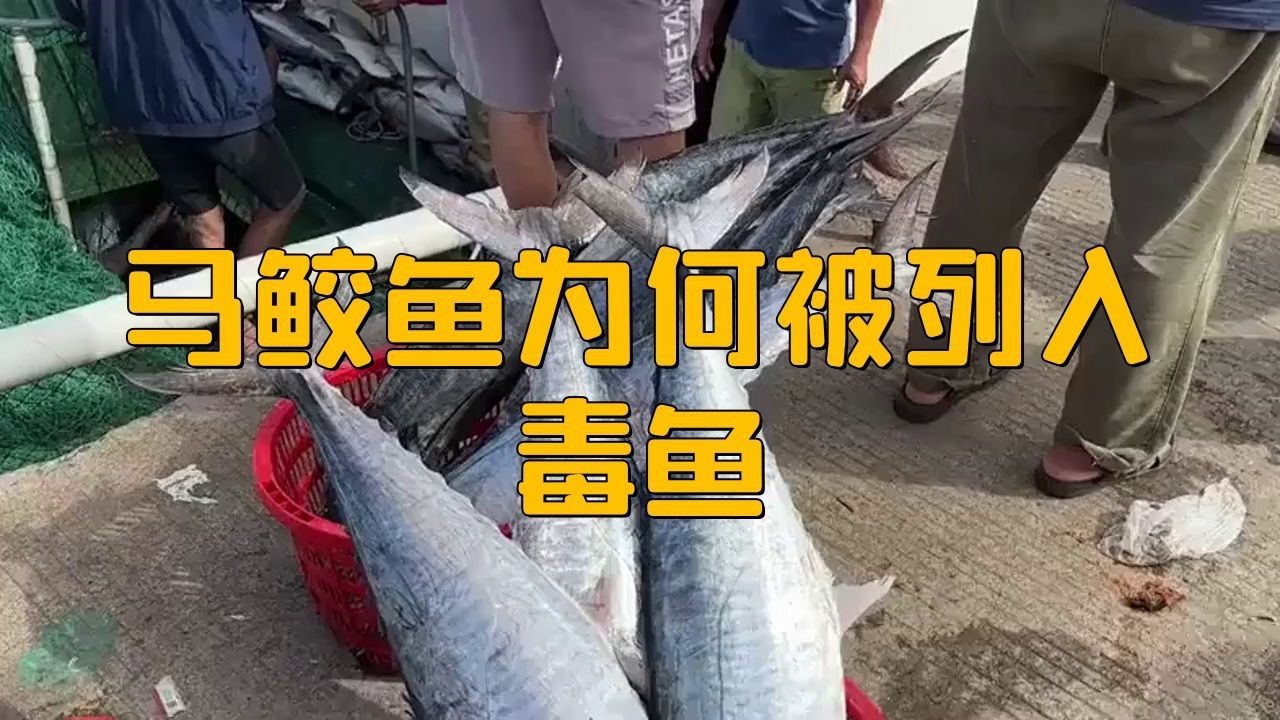 馬鮫魚為何被列入毒魚【馬鮫魚被列入“毒魚”范疇】