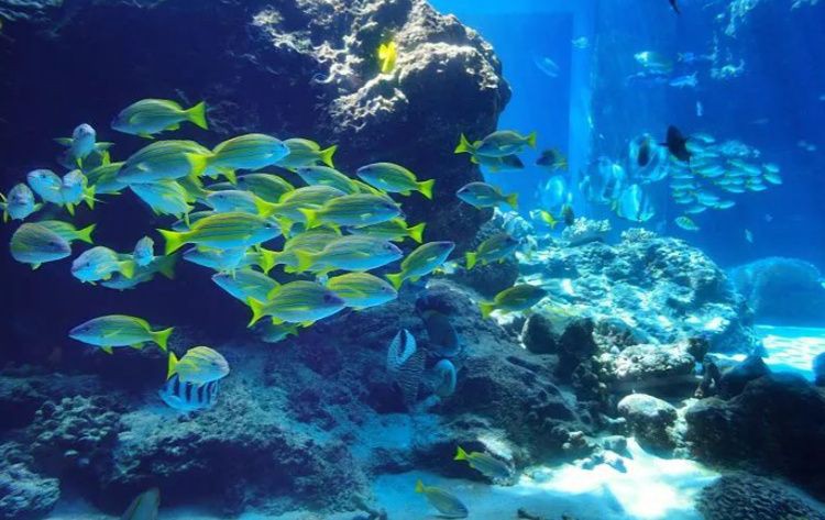 秦皇島水族店【秦皇島兩大水族場館各具特色】