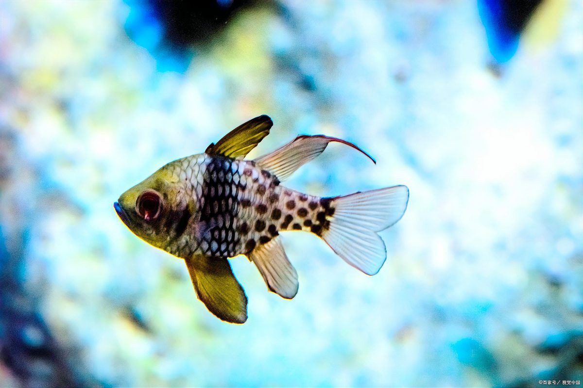孔雀魚和斑馬魚能混養嗎？【孔雀魚和斑馬魚能一起養嗎】