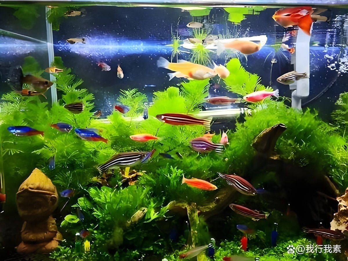 孔雀魚和斑馬魚能混養嗎？【孔雀魚和斑馬魚能一起養嗎】