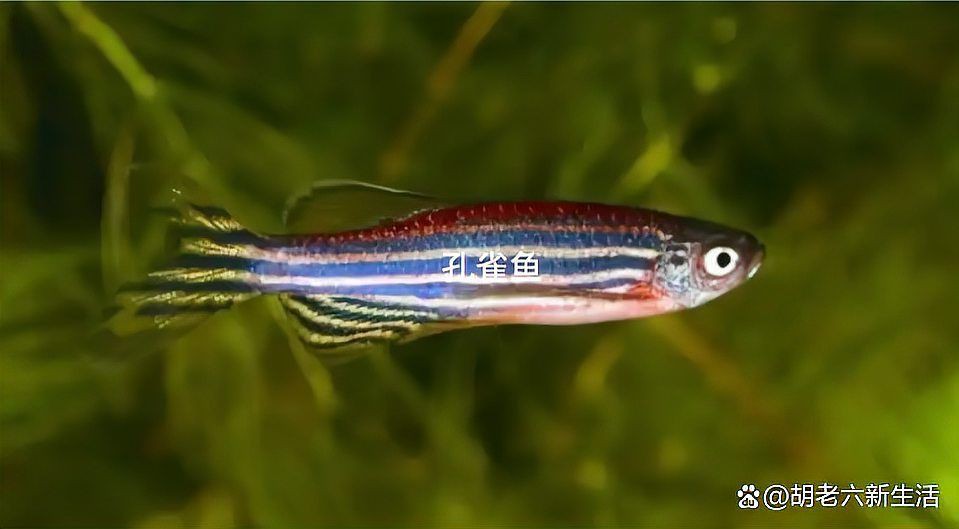 孔雀魚和斑馬魚能混養嗎？【孔雀魚和斑馬魚能一起養嗎】