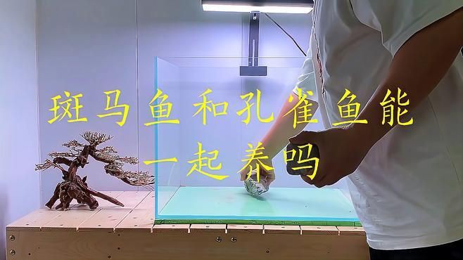 孔雀魚和斑馬魚能混養嗎？【孔雀魚和斑馬魚能一起養嗎】