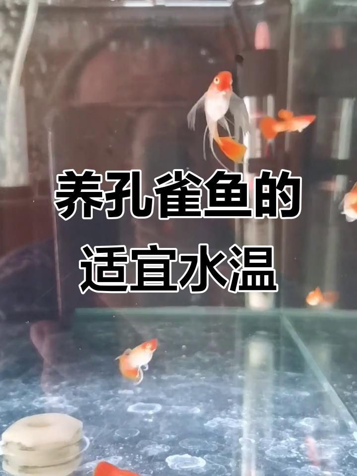 孔雀魚的最佳飼養(yǎng)溫度是多少？【孔雀魚最適宜水溫是多少新手必看孔雀魚水溫指南】