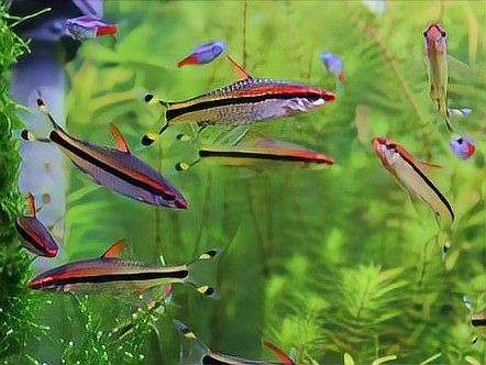 有哪些適合與七條魚混養(yǎng)的魚種？【《有哪些適合與七條魚混養(yǎng)的魚種》當(dāng)考慮與七彩神仙魚混養(yǎng)的魚種】
