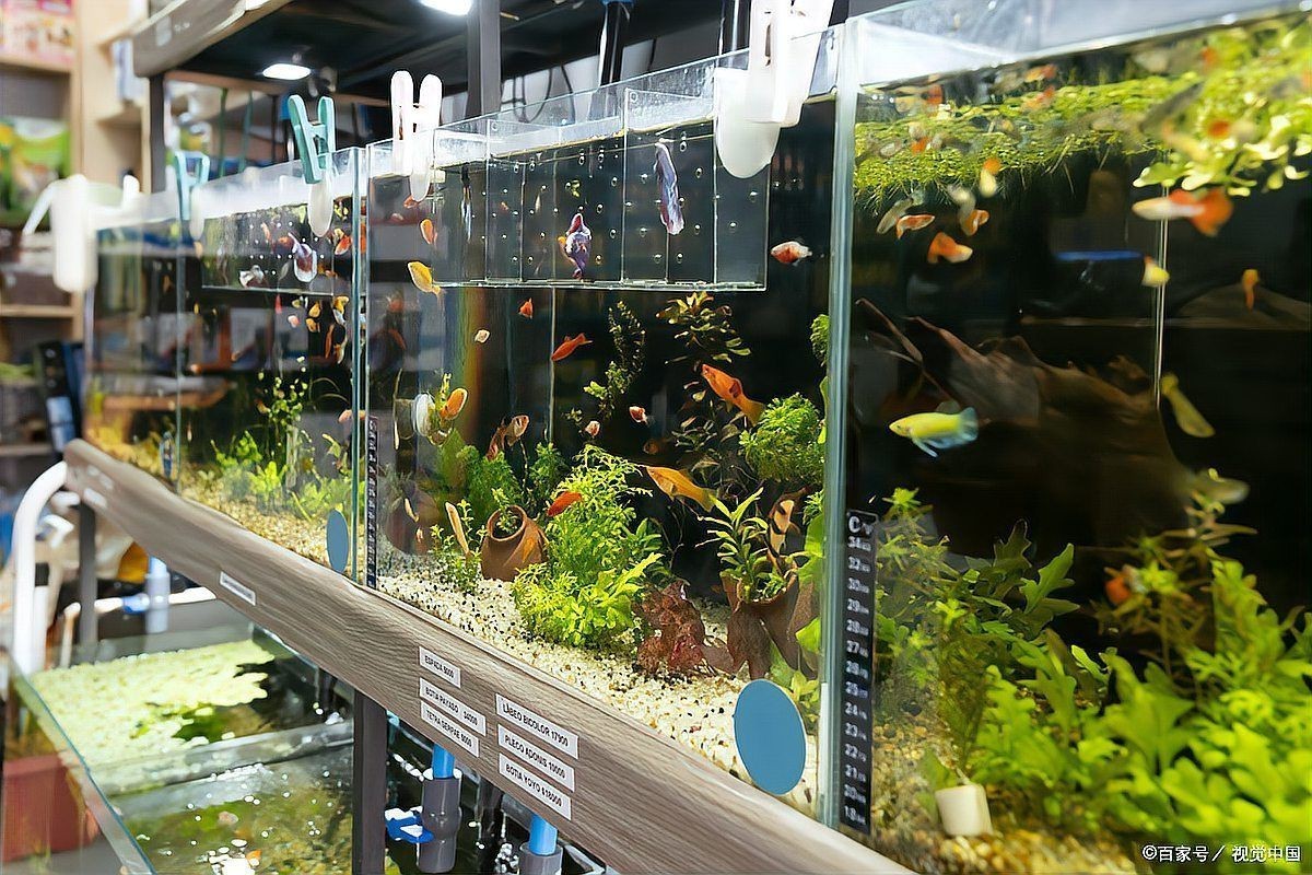 有哪些適合與七條魚(yú)混養(yǎng)的魚(yú)種？【《有哪些適合與七條魚(yú)混養(yǎng)的魚(yú)種》當(dāng)考慮與七彩神仙魚(yú)混養(yǎng)的魚(yú)種】