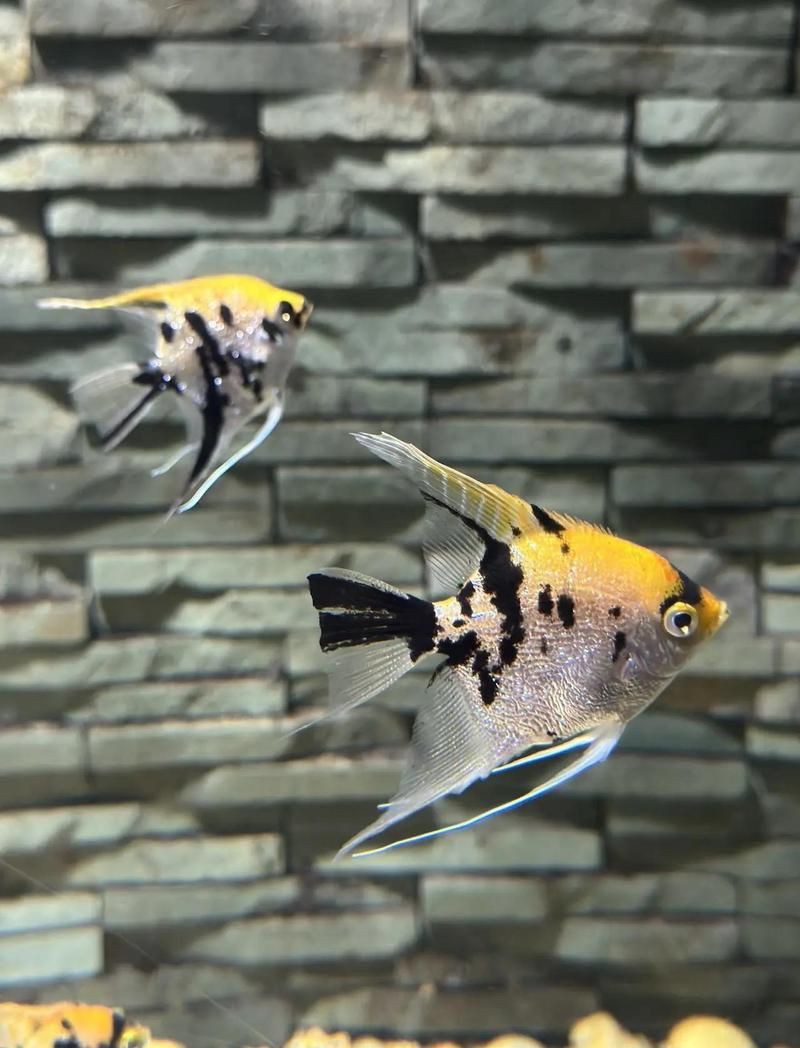 西安水族店【關于“西安水族店”的一段話】