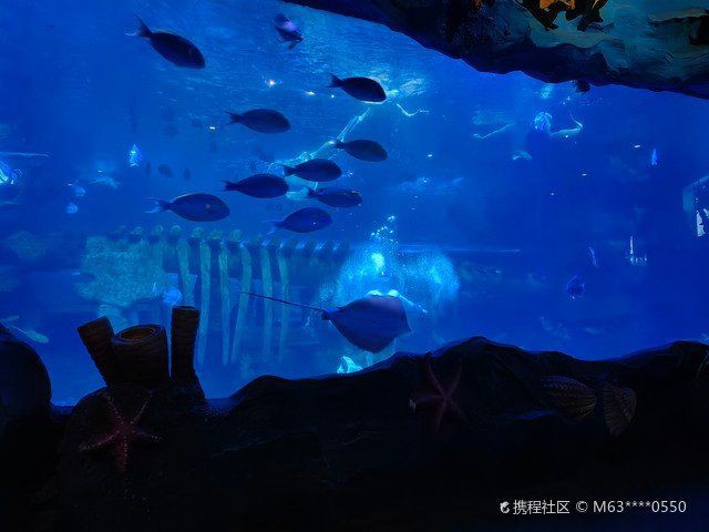 西安水族店【關于“西安水族店”的一段話】