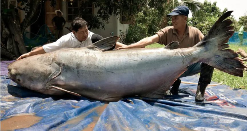 世界第一大淡水魚【世界上體型最大的淡水魚】