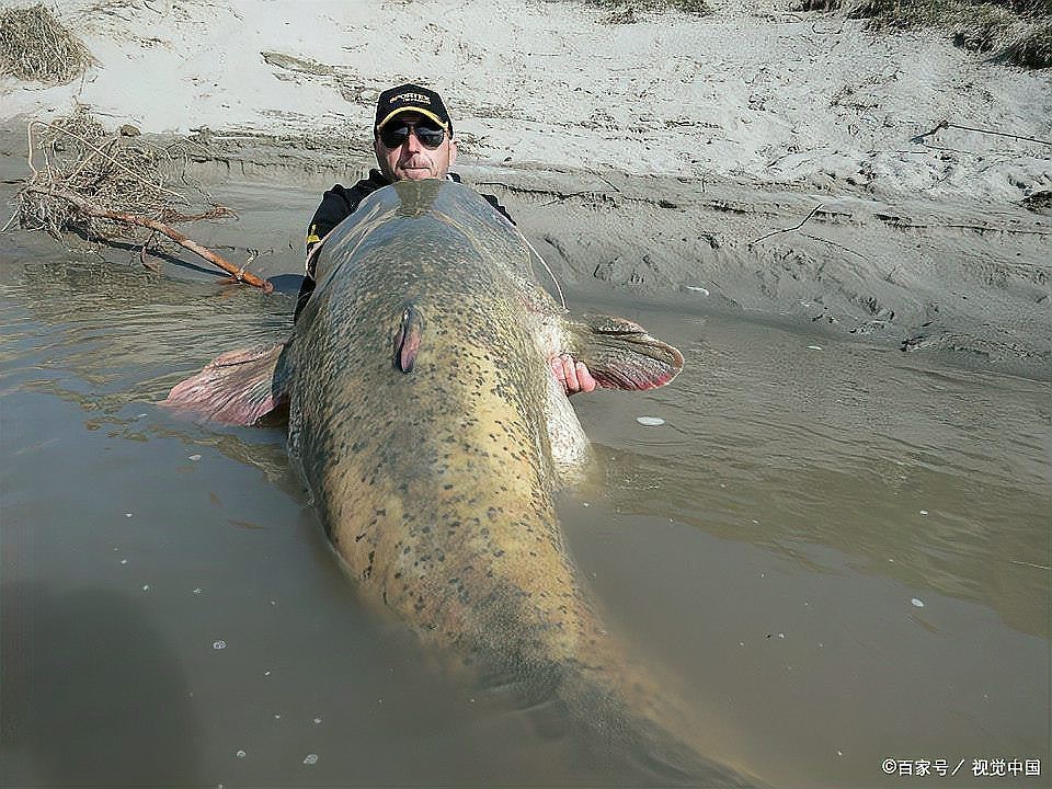 世界第一大淡水魚【世界上體型最大的淡水魚】