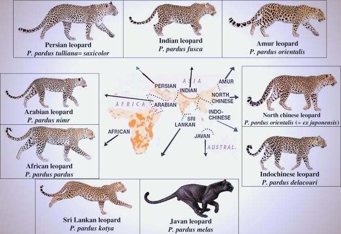 皇冠豹分公母對(duì)照表圖【“皇冠豹分公母對(duì)照表圖”以直觀的視覺形式呈現(xiàn)了雄性與雌性皇冠豹的差異】