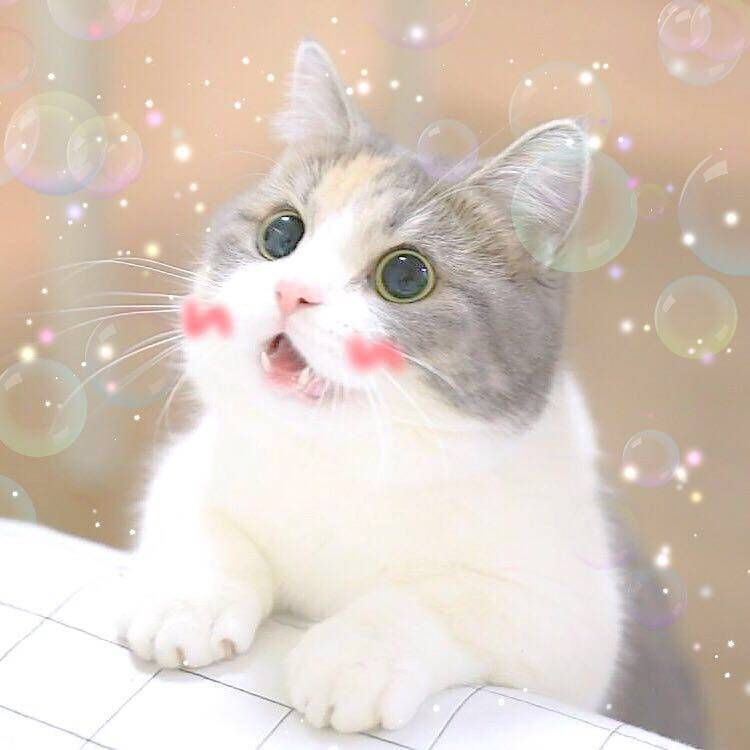 皇冠豹分公母對照表圖【“皇冠豹分公母對照表圖”以直觀的視覺形式呈現(xiàn)了雄性與雌性皇冠豹的差異】