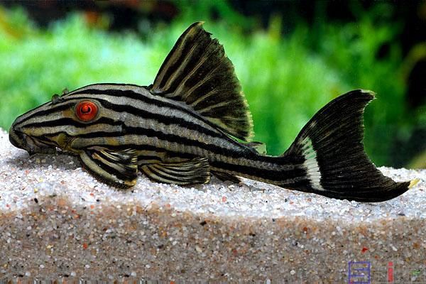 皇冠豹分公母對照表圖【“皇冠豹分公母對照表圖”以直觀的視覺形式呈現(xiàn)了雄性與雌性皇冠豹的差異】