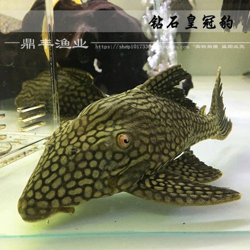 皇冠豹分公母對照表圖【“皇冠豹分公母對照表圖”以直觀的視覺形式呈現(xiàn)了雄性與雌性皇冠豹的差異】