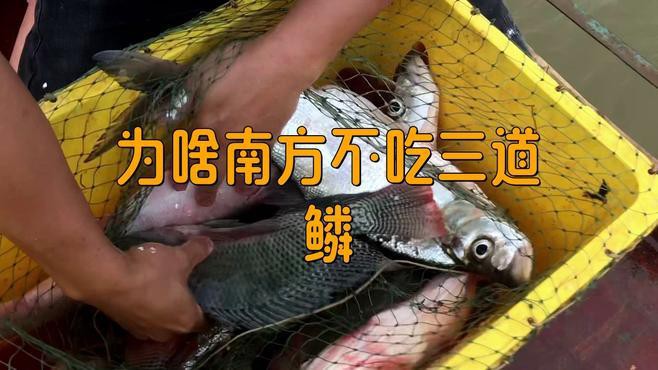 三道鱗為什么要盡量少吃【三道鱗為什么要盡量少吃三道鱗，三道鱗的人群應謹慎食用】