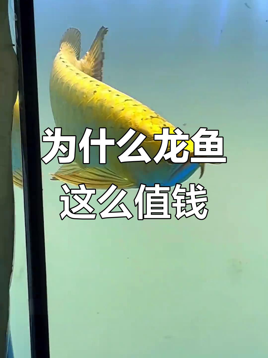 為什么短身龍魚那么貴【短身龍魚為何如此昂貴揭秘其珍貴背后的原因全民小視頻】