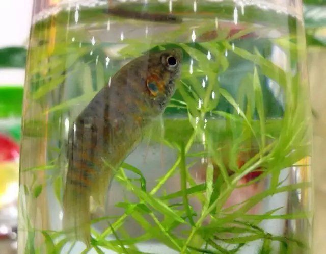 廣東觀魚品種介紹【廣東作為觀賞魚產業的重要基地擁有豐富多樣的特色品種】 廣東觀魚品種介紹【廣東作為觀賞魚產業的重要基地擁有豐富多樣的特色品種】 龍魚百科 第1張