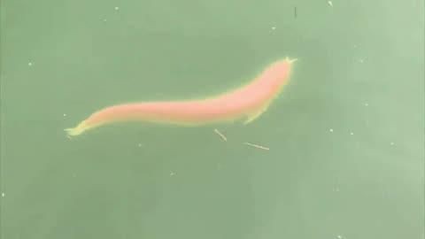 廣東觀魚品種介紹【廣東作為觀賞魚產業的重要基地擁有豐富多樣的特色品種】 廣東觀魚品種介紹【廣東作為觀賞魚產業的重要基地擁有豐富多樣的特色品種】 龍魚百科 第4張