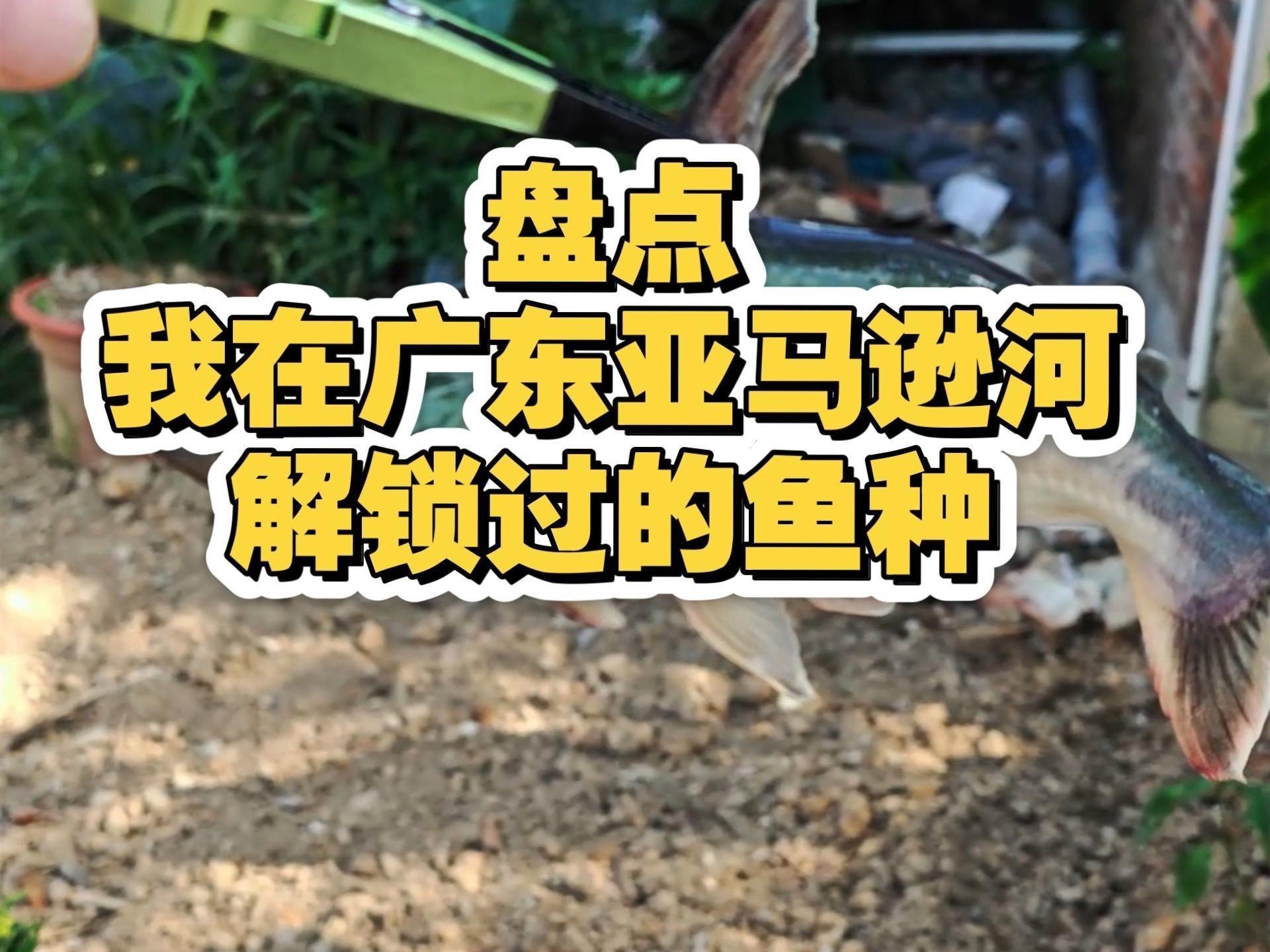 廣東觀魚品種介紹【廣東作為觀賞魚產業的重要基地擁有豐富多樣的特色品種】 廣東觀魚品種介紹【廣東作為觀賞魚產業的重要基地擁有豐富多樣的特色品種】 龍魚百科 第3張