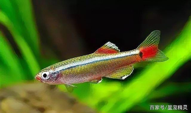 廣東觀魚品種介紹【廣東作為觀賞魚產業的重要基地擁有豐富多樣的特色品種】 廣東觀魚品種介紹【廣東作為觀賞魚產業的重要基地擁有豐富多樣的特色品種】 龍魚百科 第2張